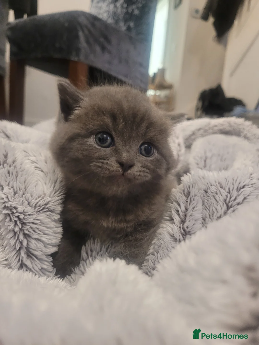 British Shorthair cats for sale: BSH kittens  - Advert 7