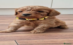 Cockapoo dogs for sale: Cockapoo - Image 12