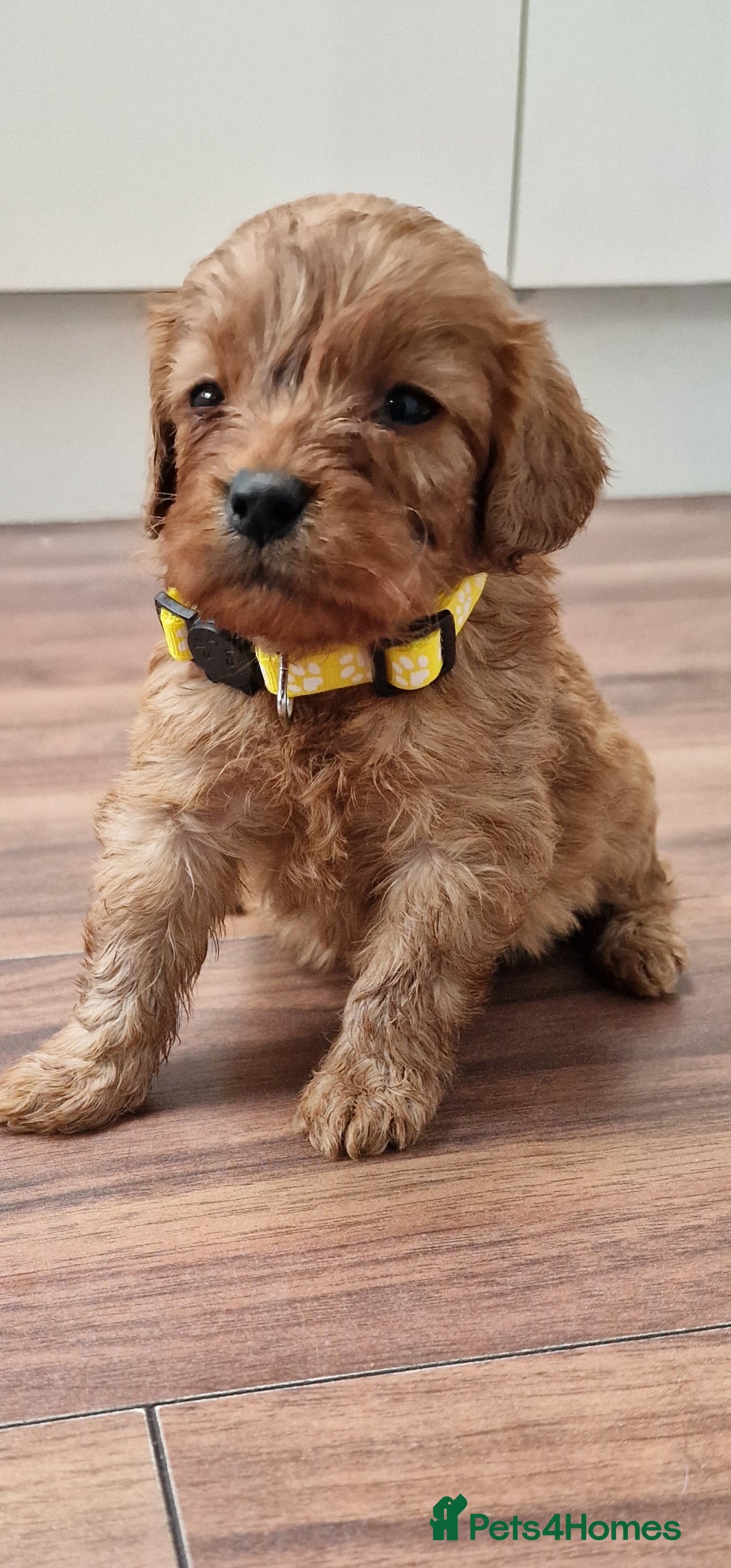 Cockapoo dogs for sale: Cockapoo - Image 12