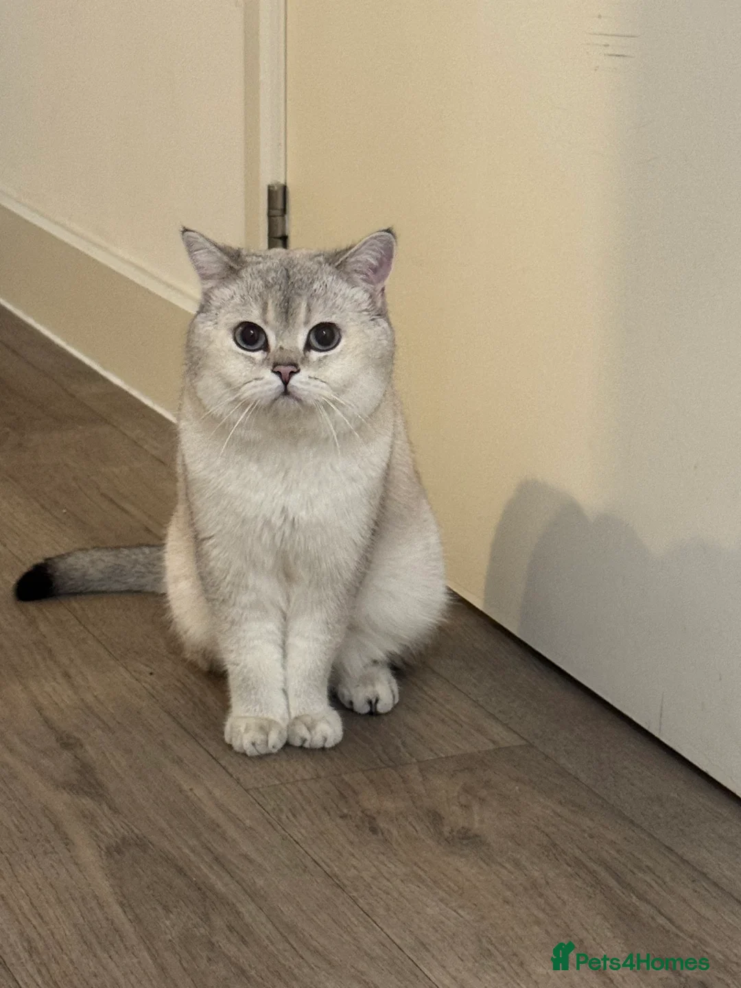 British Shorthair cats for stud: Casper baby up for his fatherly duties  in Hounslow - Advert 2