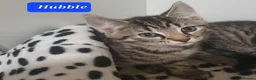 Mixed Breed cats for sale: Beautiful bengal mixed kittens - Advert 8