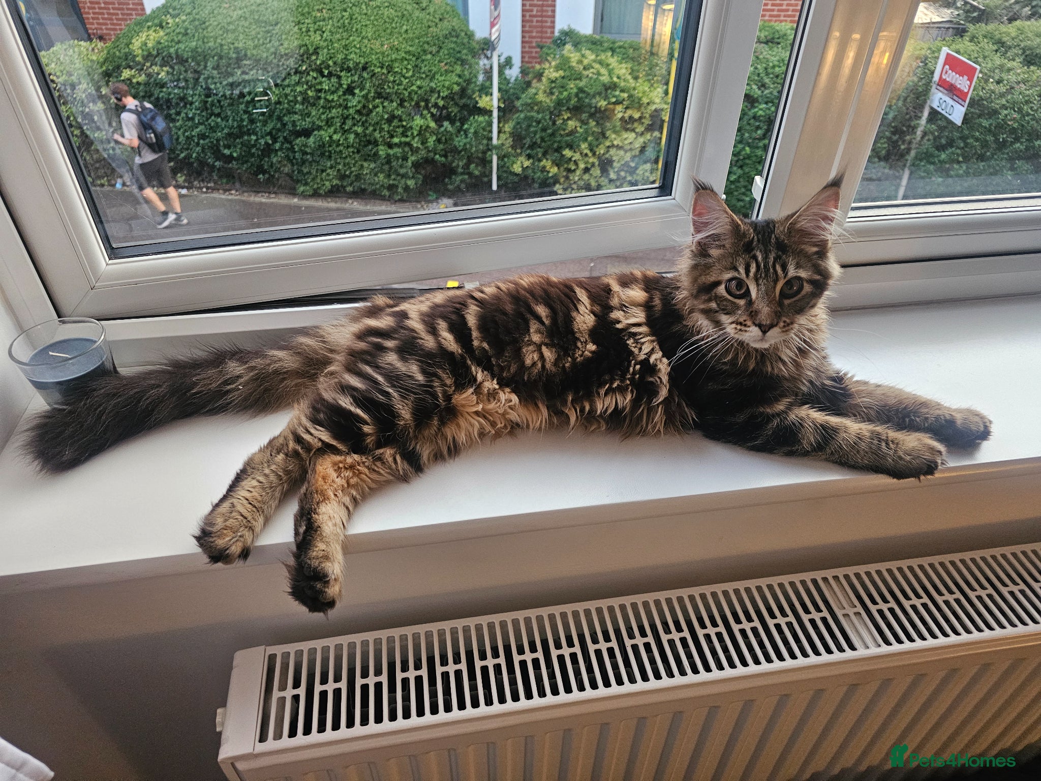 Maine Coon cats for sale: 6 MONTH MAINE COON TABBY BOY FOR SALE - Advert 6