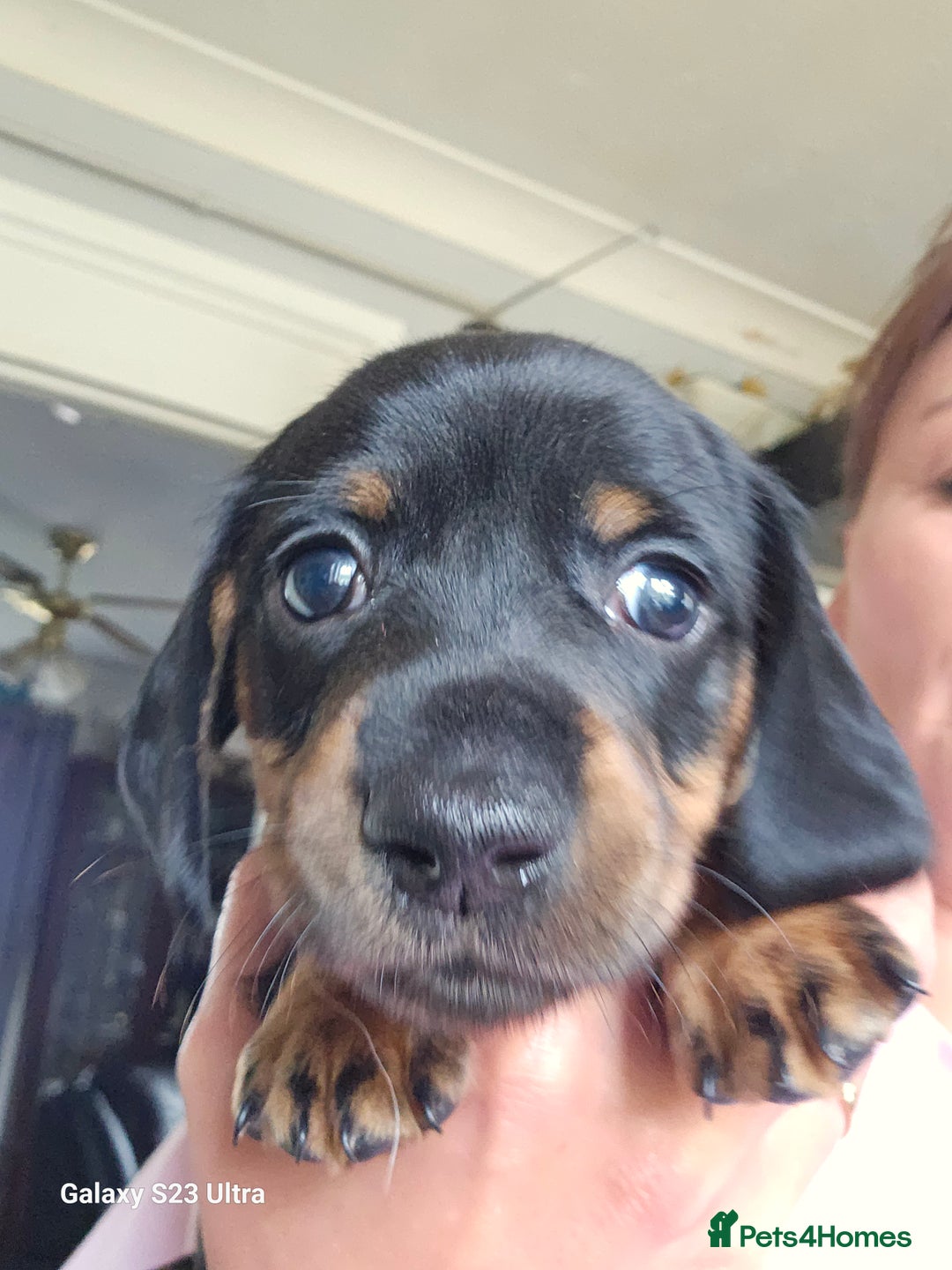 Dachshund dogs for sale: Dachshund puppies  - Image 9