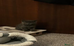 Domestic Shorthair cats for sale: 7 very adorable kittens  - Image 10