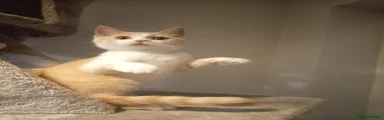 Cream and white Shorthair 1