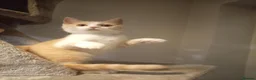 British Shorthair cats for sale: Beautiful short haired kittens ready now  in Great Yarmouth - Advert 2