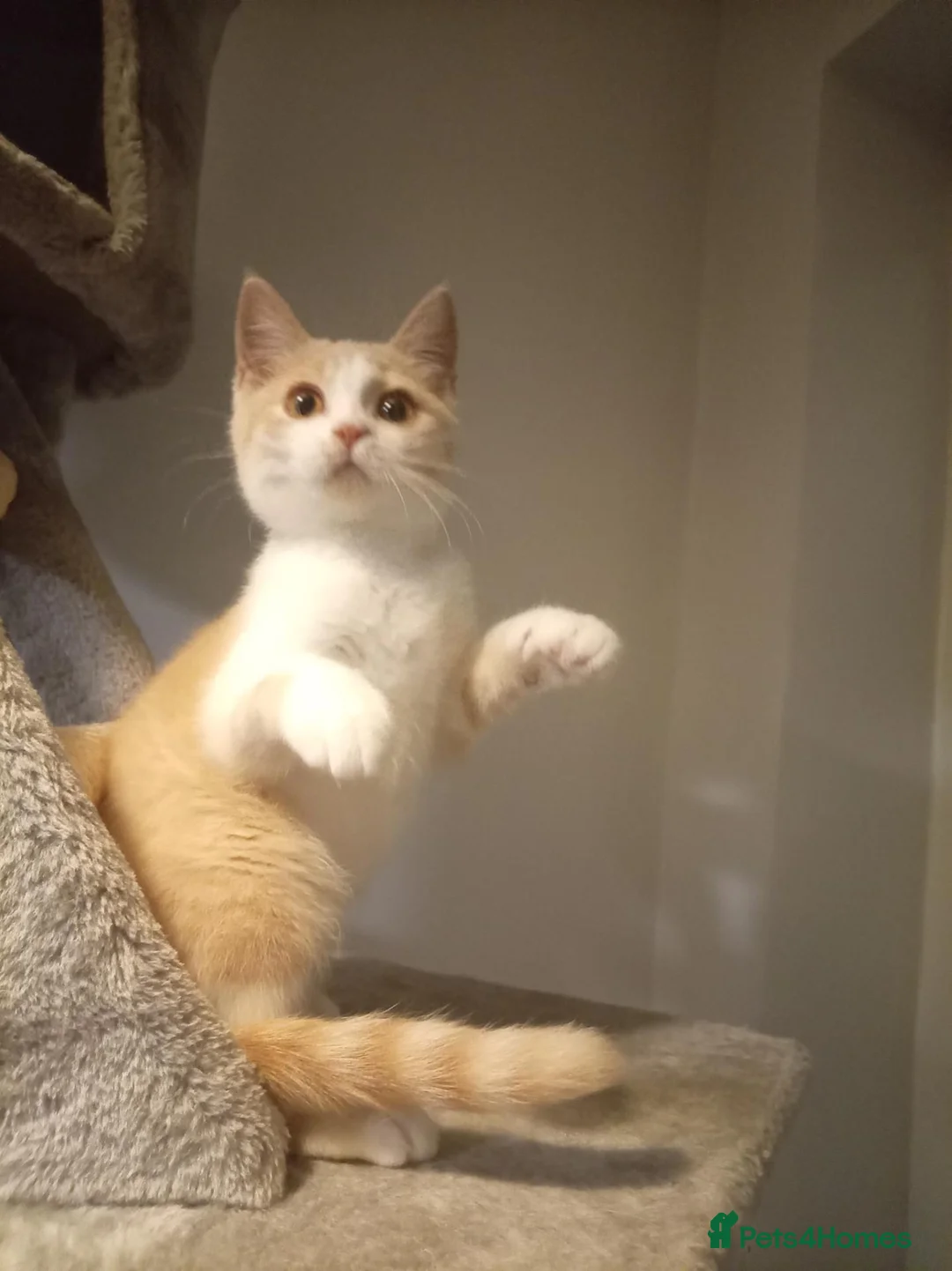 British Shorthair cats for sale: Beautiful short haired kittens ready now  in Great Yarmouth - Advert 2