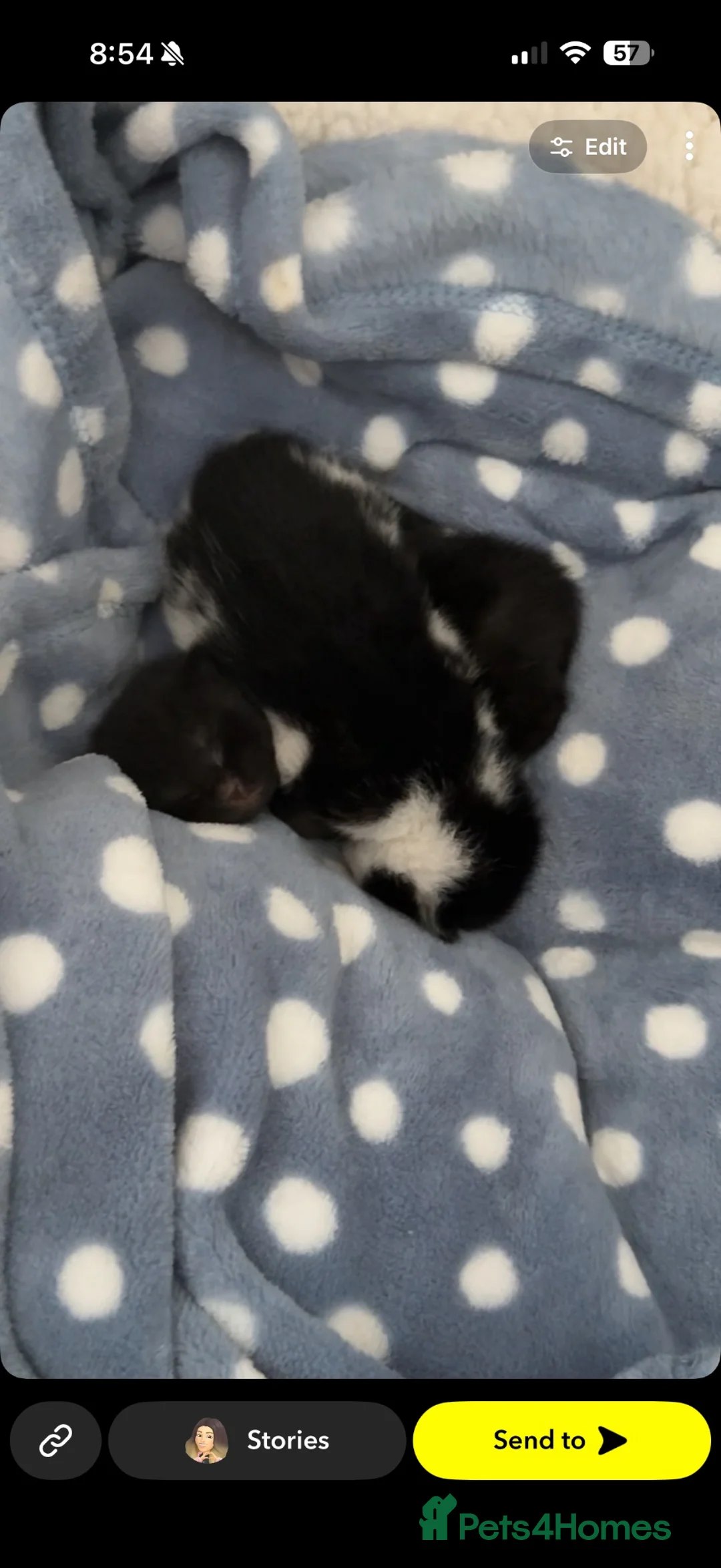 Mixed Breed cats for sale: 2 kittens and a mother cat for sale  in Wakefield - Advert 2