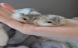 Hamster rodents for sale: Russian baby hamsters  - Image 2