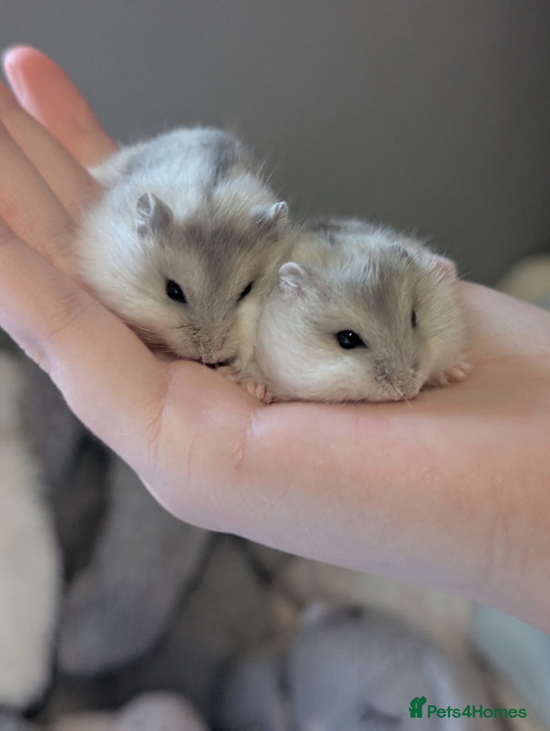 Hamster rodents for sale: Russian baby hamsters  - Image 2