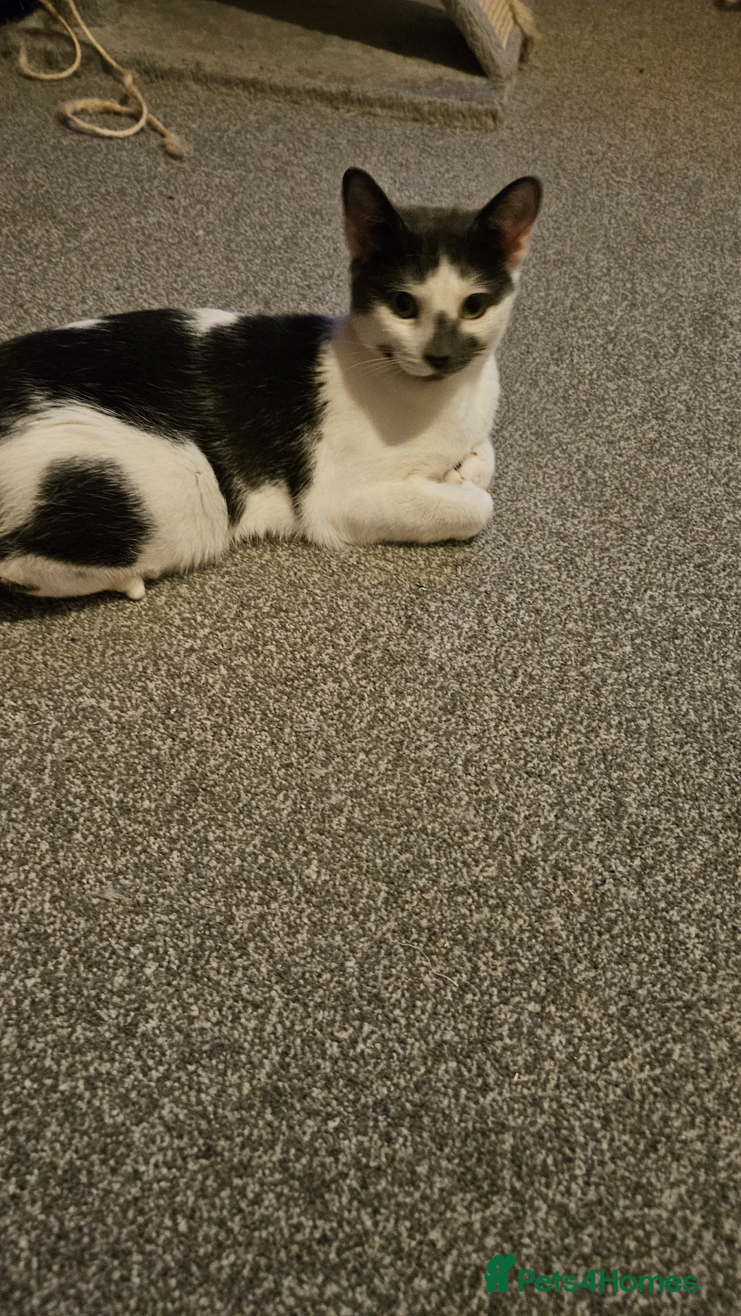 Ragdoll cats for sale: One beautiful male kitten left  in Bathgate - Advert 1