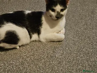 Ragdoll cats One beautiful male kitten left - Advert 1