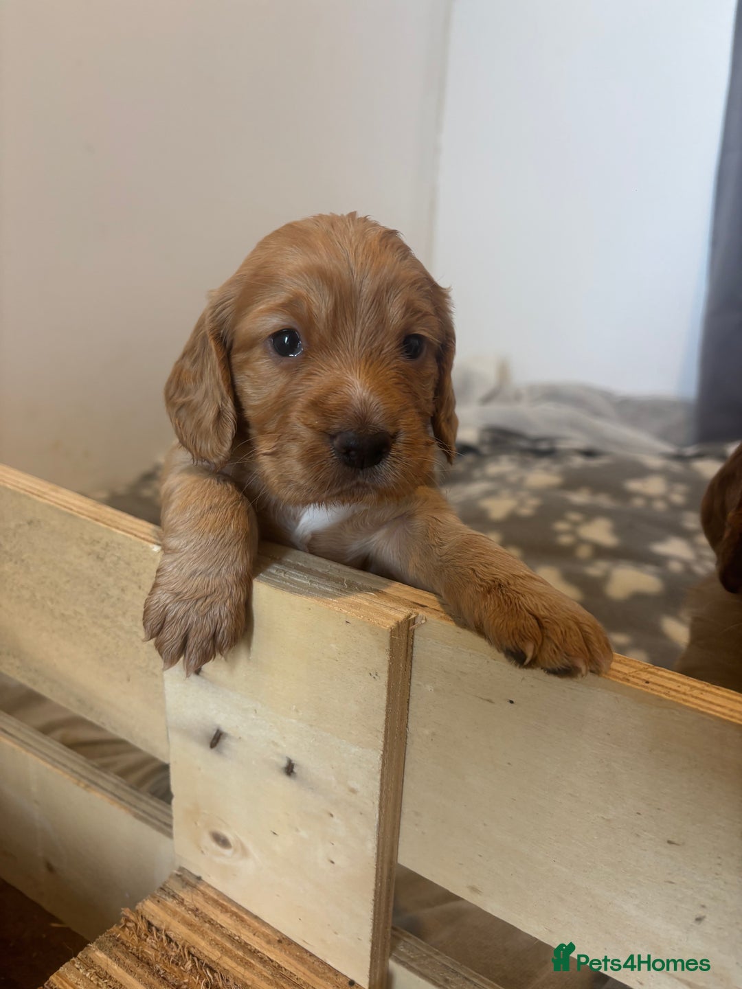 Cocker Spaniel dogs for sale: Working ginger/red cocker spaniels. - Image 5