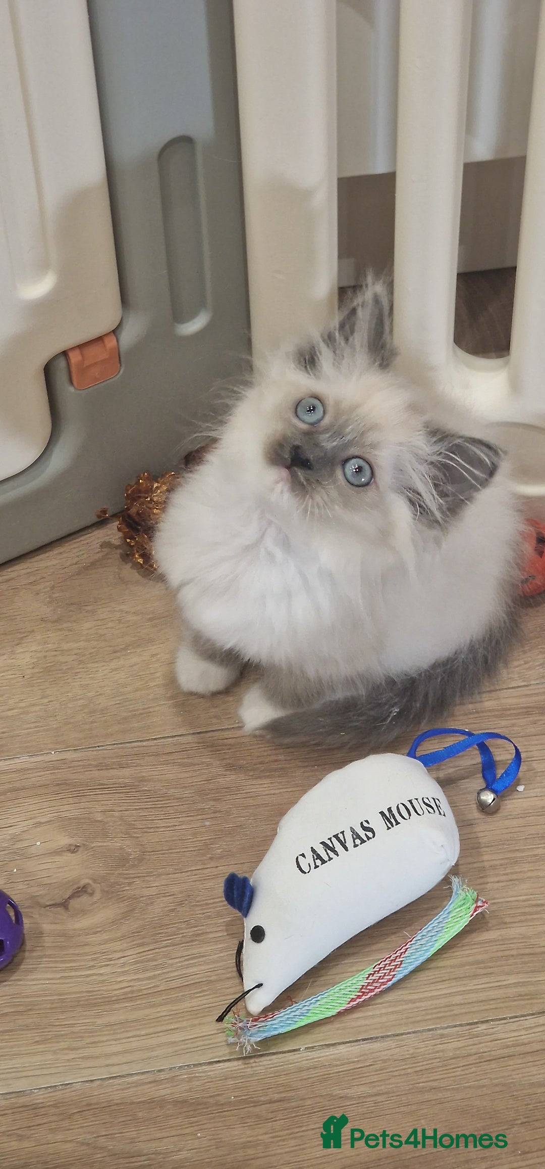 Ragdoll cats for sale: Ragdoll kittens ready now - Advert 27