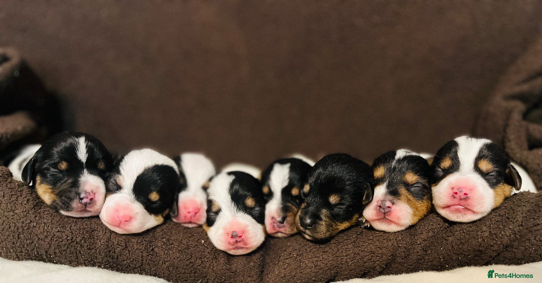 Jack Russell dogs Jack Russell Puppies for sale - Advert 4
