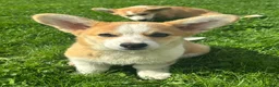 Welsh Corgi Pembroke dogs for sale: 1 Gorgeous KC reg girl DNA health tested parents - Advert 25