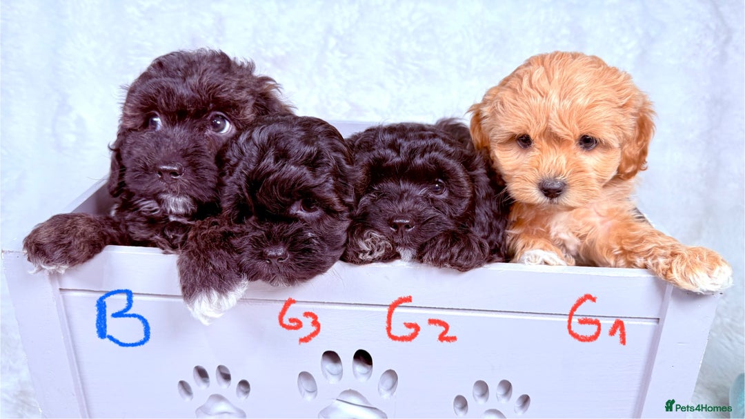 Maltipoo dogs for sale: ✨ Adorable Maltipoo Puppies Ready for New Homes ✨ - Image 15