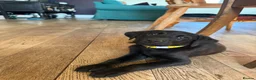 Labrador Retriever dogs for sale: Two left. Beautiful Black Labrador pups.  - Advert 8