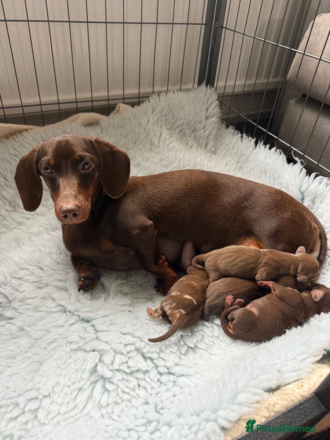 Miniature Dachshund dogs for sale: Kennel Club Mini Dachshunds  - Advert 2