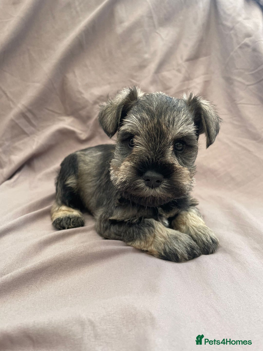 Miniature Schnauzer dogs for sale: miniature schnauzer  - Advert 10