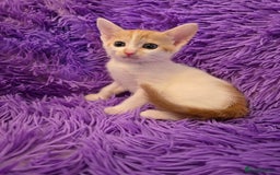 Mixed Breed cats for sale: Kittens  - Image 13