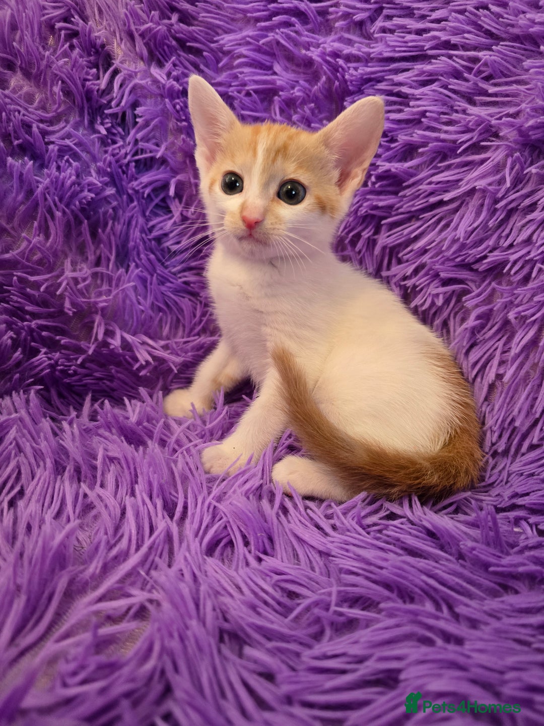 Mixed Breed cats for sale: Kittens  - Image 13