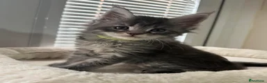 Maine Coon 4