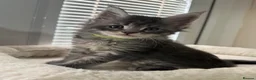 Maine Coon cats for sale: TICA Registered Maine Coon Kittens Reserve now - Advert 23