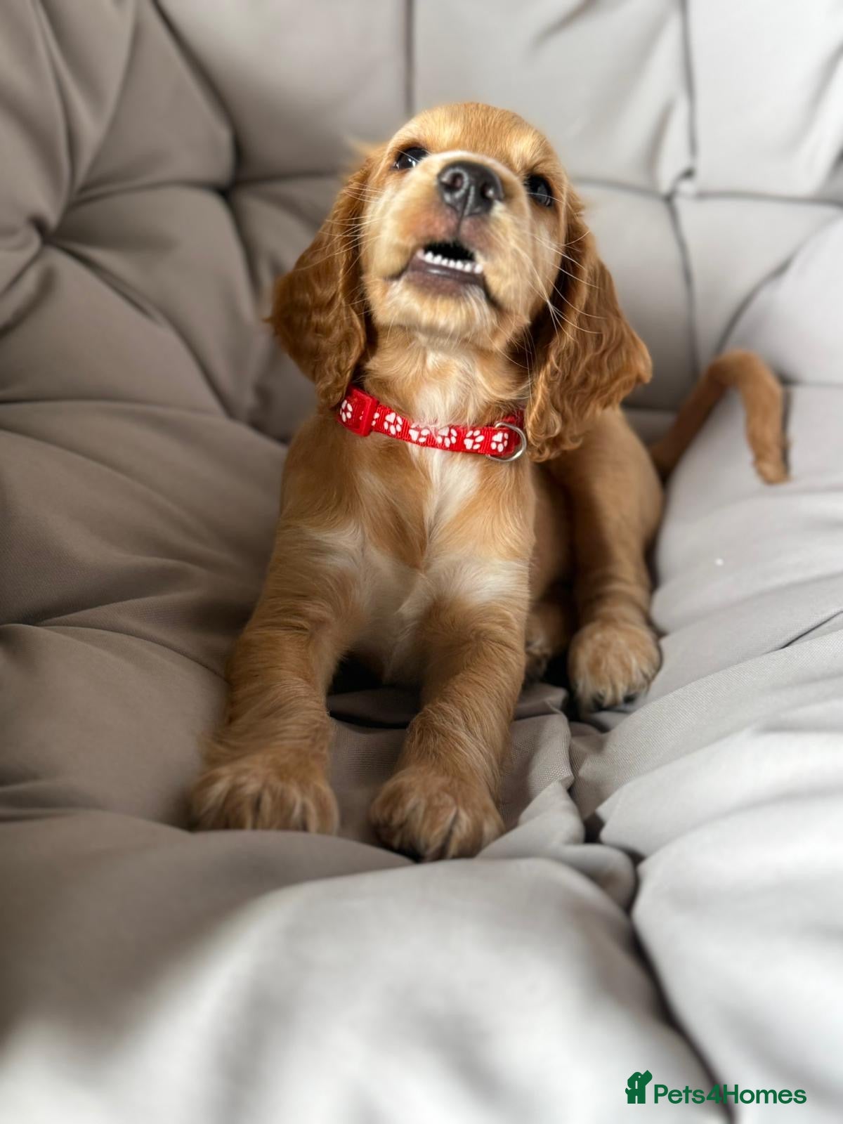Cocker Spaniel dogs Only 2 girls left Show Type Cocker Spaniel Puppies - Advert 1