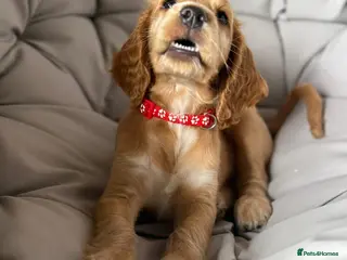 Cocker Spaniel dogs Only 2 girls left Show Type Cocker Spaniel Puppies - Advert 1