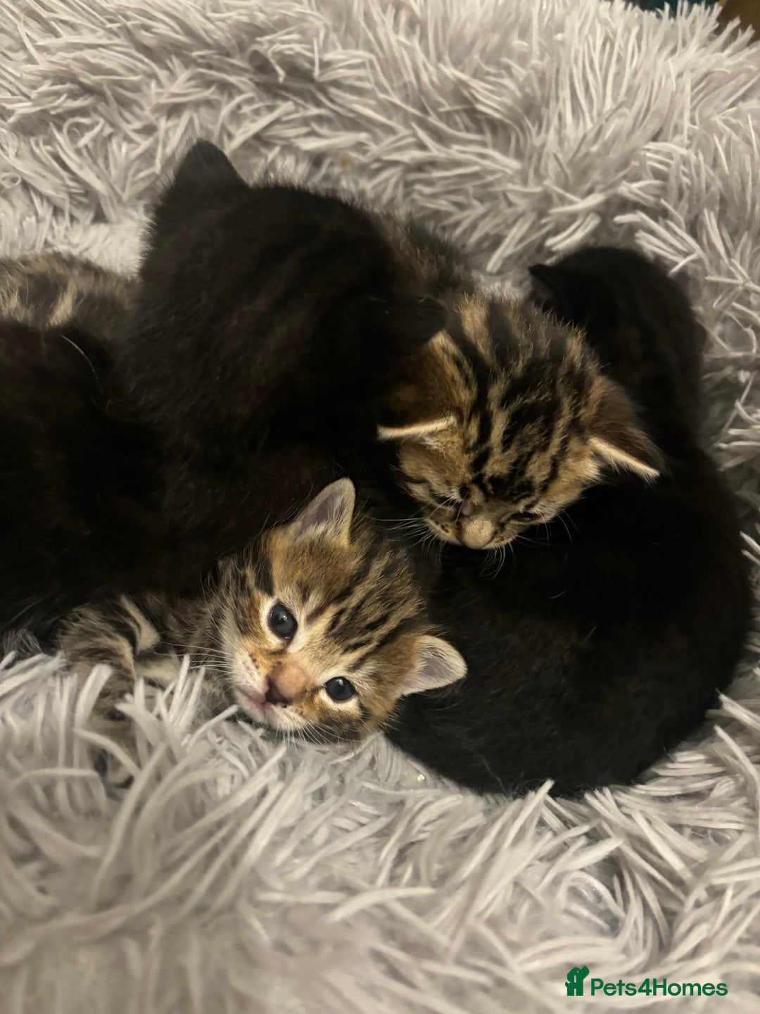 Bengal cats for sale: Bengal kittens  - Advert 12