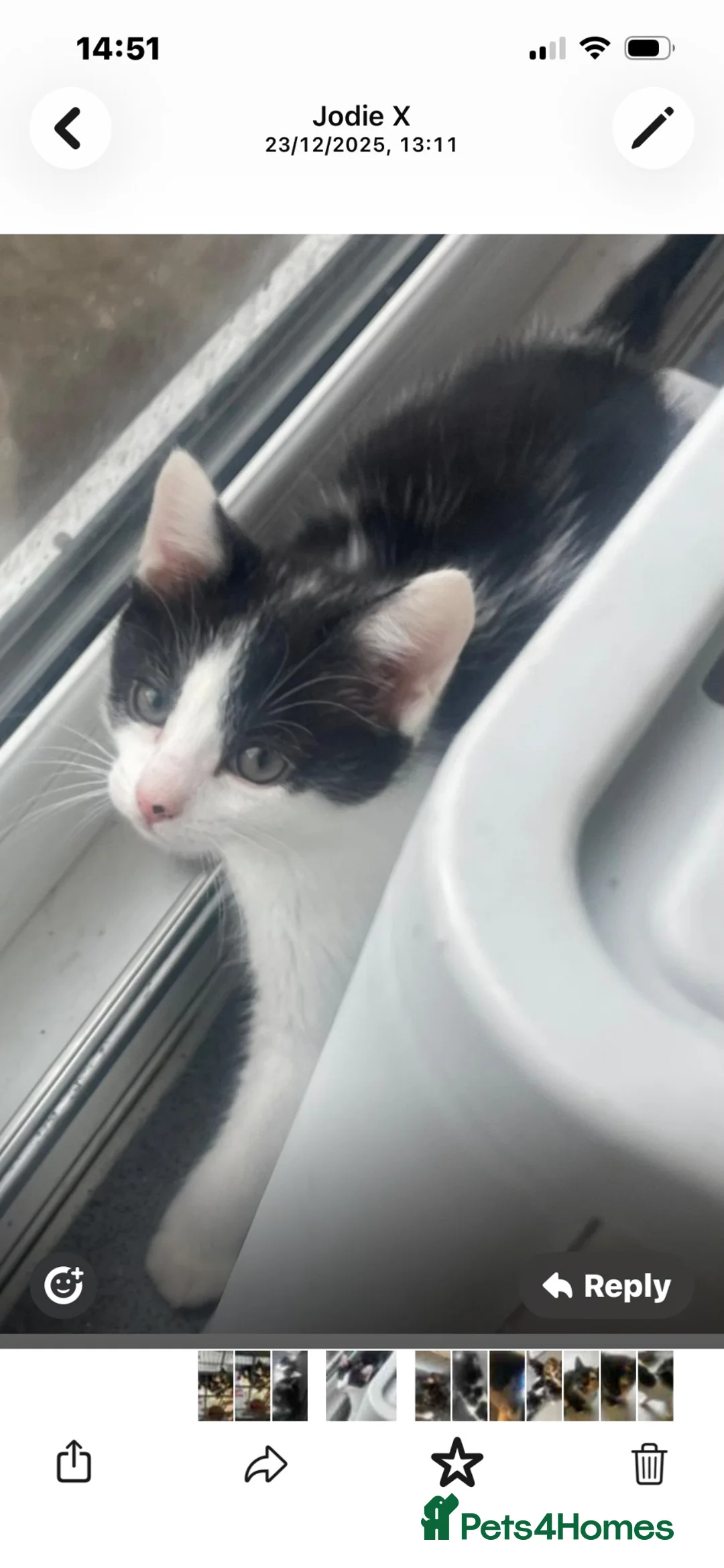 Mixed Breed cats for sale: Kittens - Advert 8