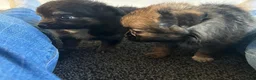 Chihuahua dogs for sale: Long hair stunning chihuahuas pedigree  in Worcester - Advert 12