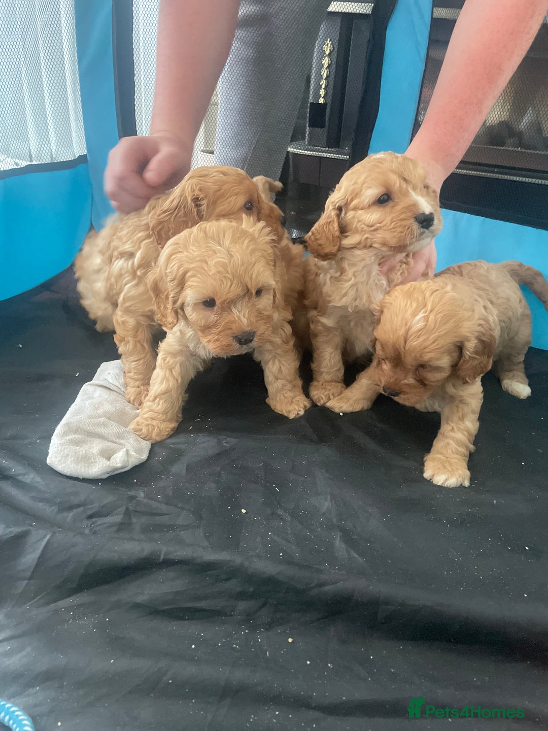 Cavapoo dogs for sale: F1 cavapoo - Image 8