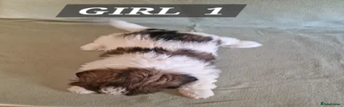 Shih Tzu 4