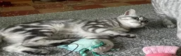 British Shorthair cats for sale: GCCF. BSH boy n girl..both spayed  - Advert 21