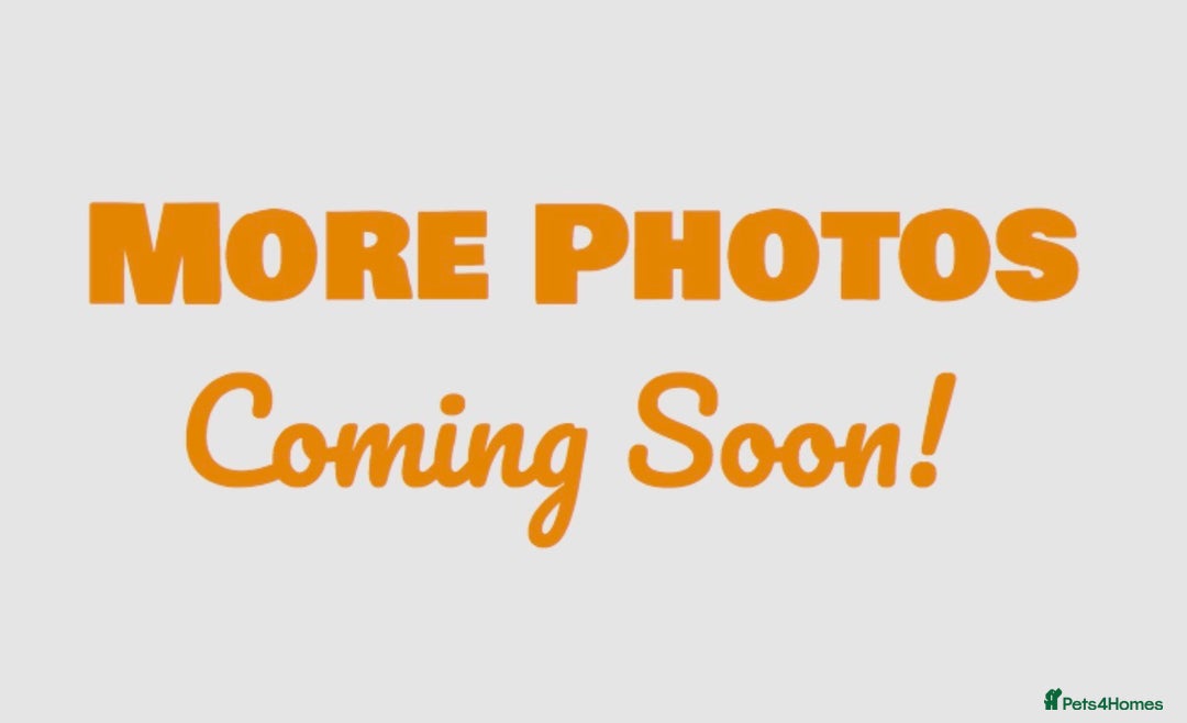 Tortoise reptiles for sale: Two Leopard Tortoises, Handled and Child Friendly - Advert 4