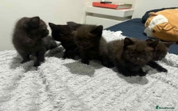 British Shorthair cats for sale: 5 kittens looking for a new home - Image 2