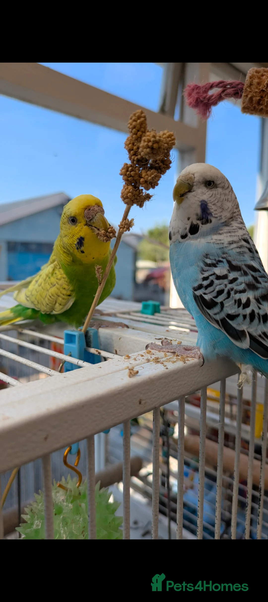 Budgerigars birds for sale: Budgie with cage and food in Bodmin - Advert 4