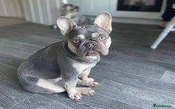 French Bulldog dogs for sale: 1 Gorgeous Lilac & Cherry Tan Girl Frenchie LEFT - Image 10