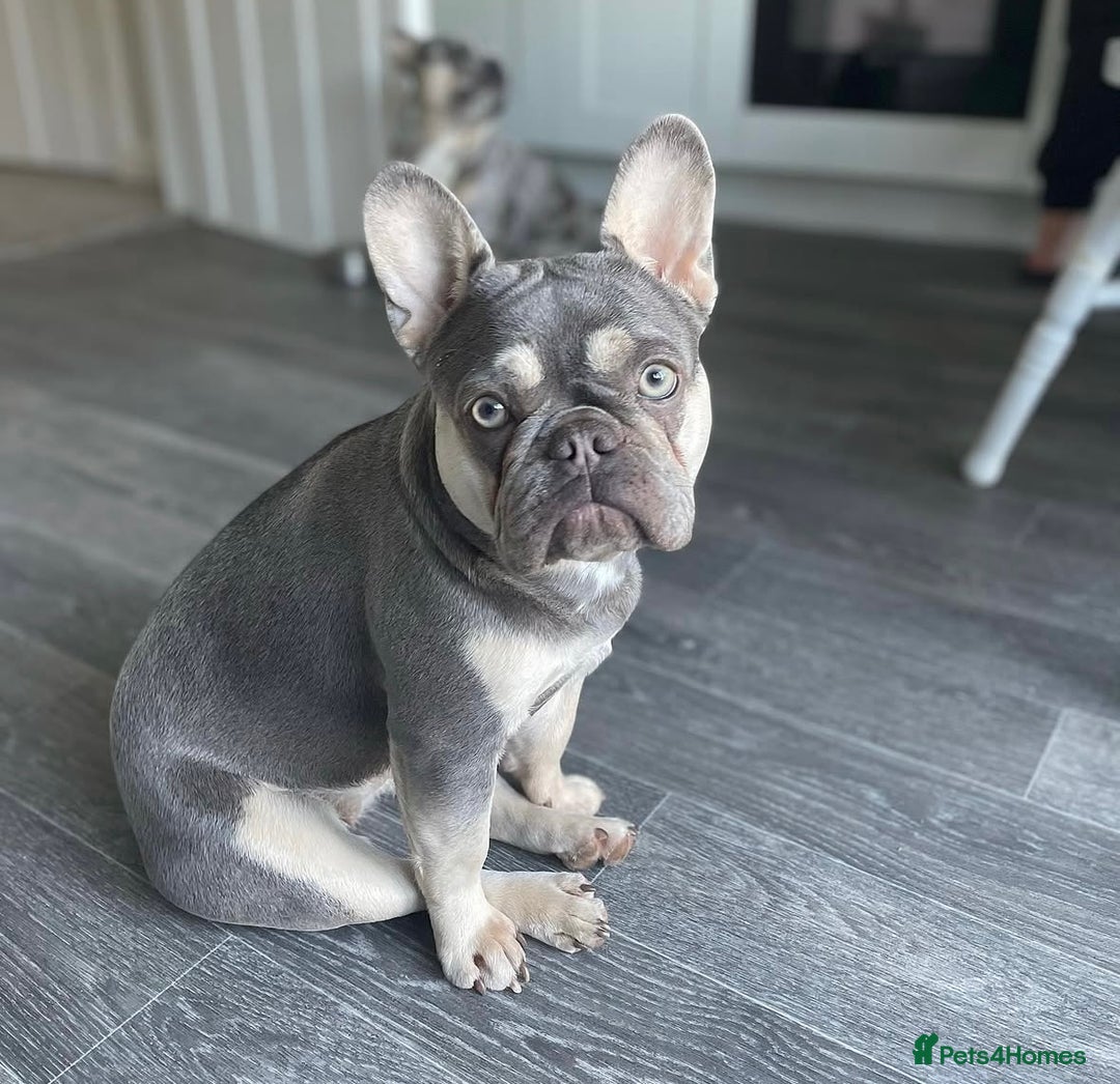 French Bulldog dogs for sale: 1 Gorgeous Lilac & Cherry Tan Girl Frenchie LEFT - Image 10