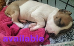 Mixed Breed dogs for sale: Cute litter of puppys - Image 10