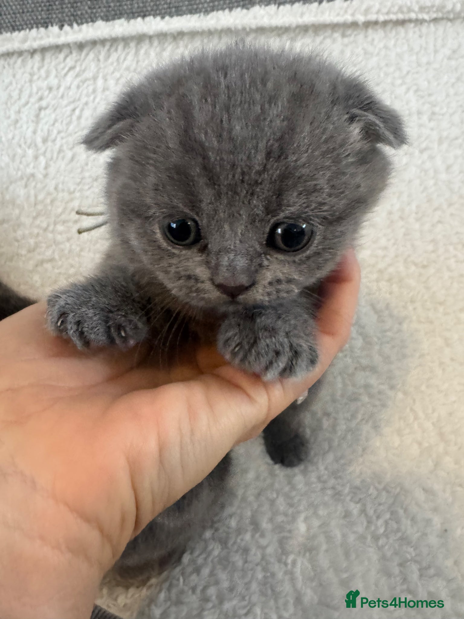 British Shorthair cats British shorthair/Scottish fold  - Advert 1