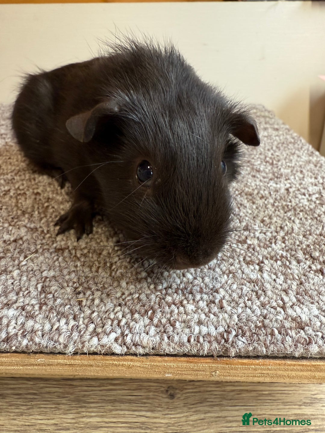 Guinea Pig rodents for sale: Self Chocolate Boars - Advert 4