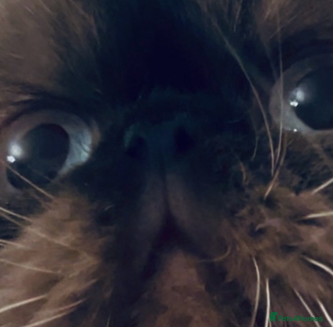 Himalayan cats for sale: Colourpoint CP Persian Himi Himalayan colour point - Advert 1