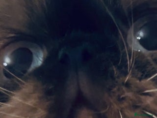 Himalayan cats Colourpoint CP Persian Himi Himalayan colour point - Advert 18