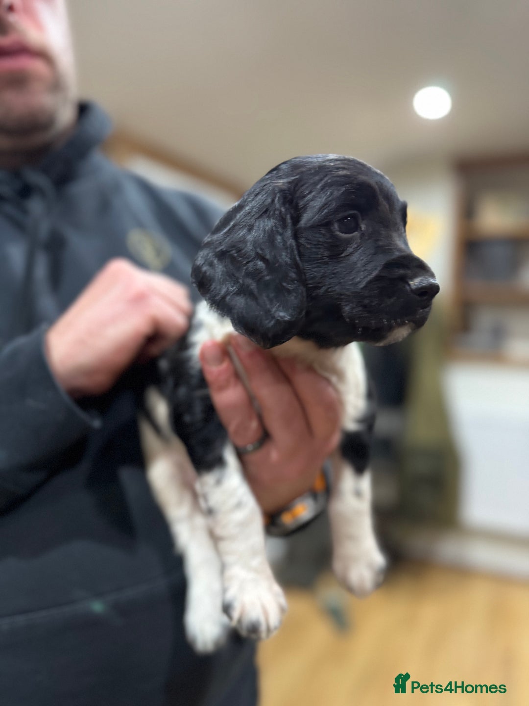 English Springer Spaniel dogs for sale: Hip/Elbow Scored and Health Tested, KC Springers  - Advert 19