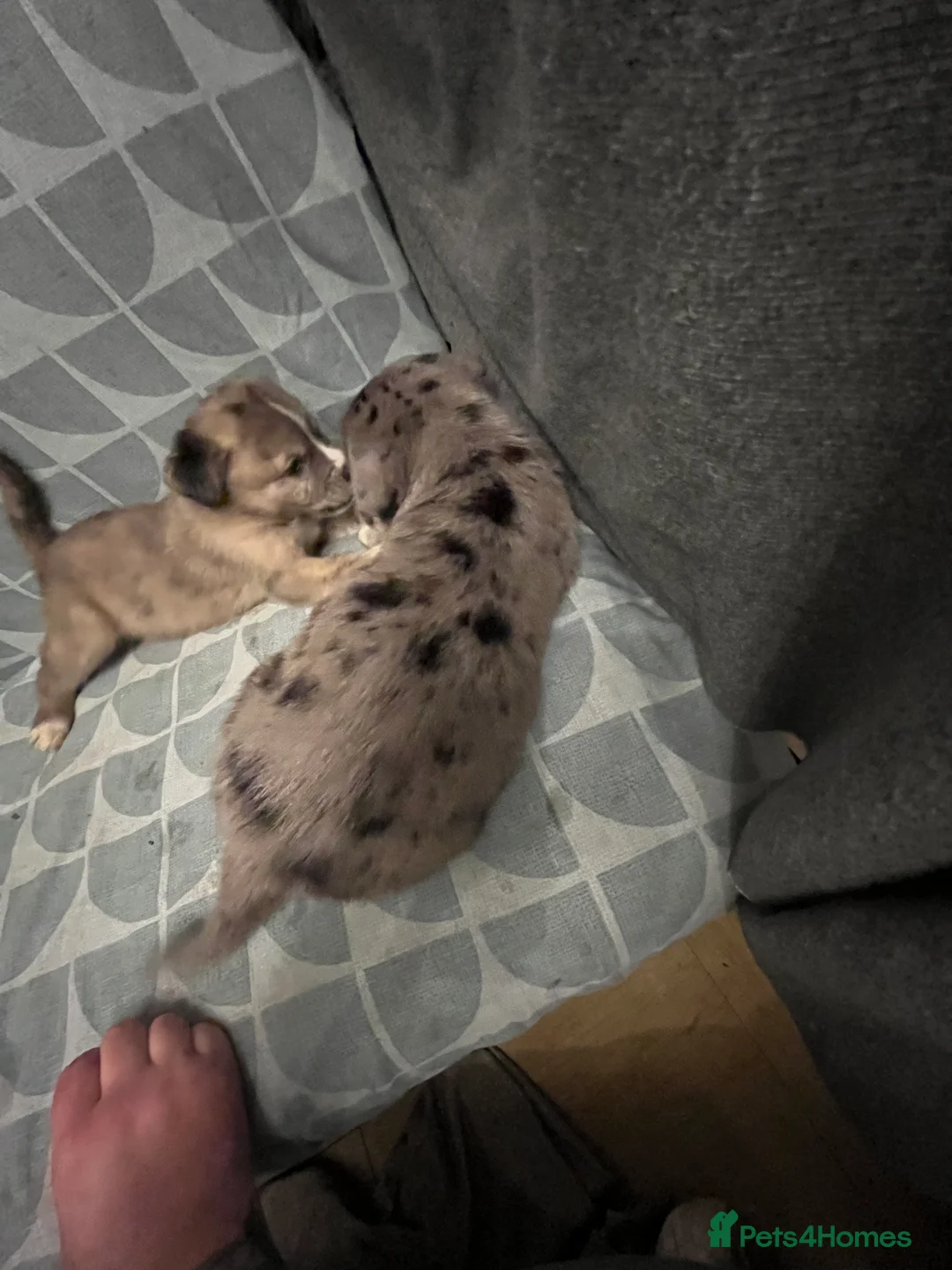 Mixed Breed dogs for sale: Beautiful Merle Caucasian corso - Advert 4