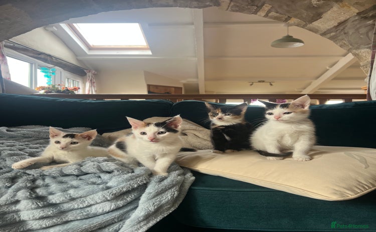 Mixed Breed cats - Advert 6