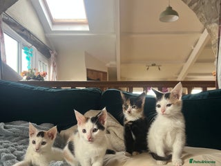 Mixed Breed cats - Advert 26